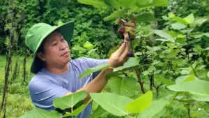 Người đàn ông thành công với sung Mỹ, đưa giống cây từ miền Nam ra trồng tại vùng đất đỏ bazan, cho hiệu quả sinh trưởng tốt.