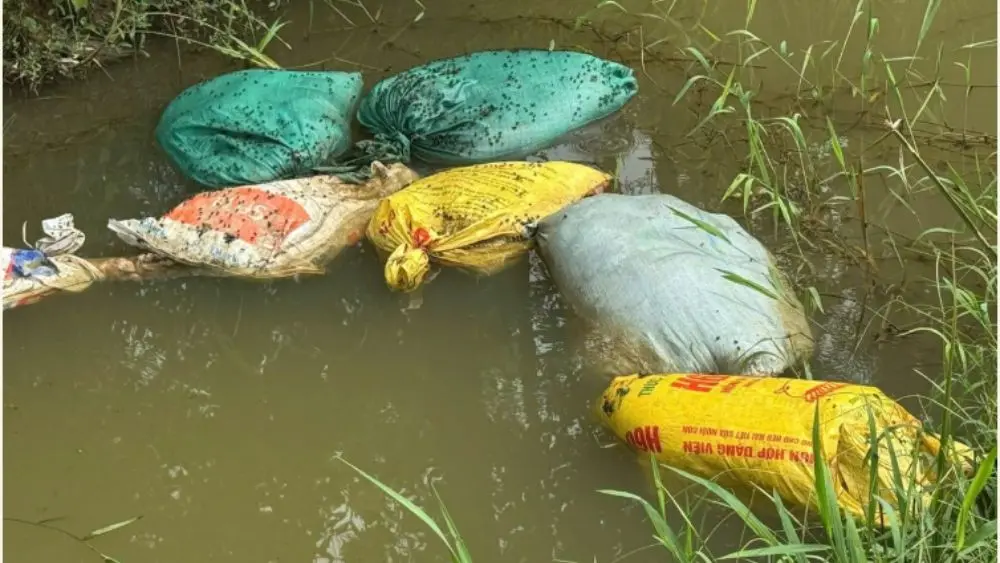 Việc vứt xác động vật ra kênh, mương tiềm ẩn nguy cơ ô nhiễm nguồn nước và lây lan dịch bệnh, cần được xử lý đúng quy định.