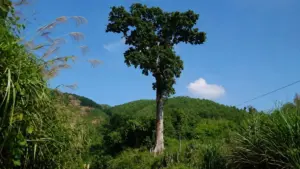 Cây lim cổ thụ 686 tuổi ở Bến En, Thanh Hóa, được công nhận Cây Di sản Việt Nam và trở thành điểm nhấn giữa rừng xanh.