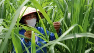 Đưa mía “xuất ngoại” sang Hàn Quốc giúp nông dân Nghệ An nâng cao giá trị cây trồng, thu nhập từ mía có thể cao gấp 15 lần lúa.