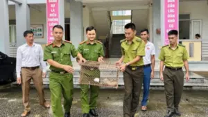 Cá thể tê tê Java quý hiếm đi lạc tại Thanh Hóa được người dân giải cứu, tự nguyện giao cơ quan chức năng bảo vệ