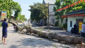 Cây xà cừ đang được cưa hạ bất ngờ đổ ra đường ở Thanh Hóa, đè trúng người đàn ông đi xe máy khiến nạn nhân tử vong.