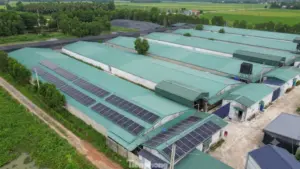Đình chỉ trại vịt 30.000 con ở Thanh Hóa do gây ô nhiễm. Chi tiết quyết định ngay!
