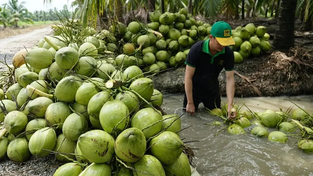 Giá nông sản hôm nay 23/9: Dừa giảm sâu, cà phê tiếp tục lao dốc. Cập nhật ngay!