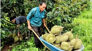 Giá sầu riêng bất ngờ tăng giúp nhiều nông dân Tây Nguyên thu tiền tỷ, mở ra tín hiệu tích cực cho mùa vụ năm nay.