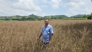 Hàng trăm ha cây trồng ở Thanh Hóa bị ngập lũ, nhiều diện tích mía, dứa, sả hư hại, chết cây, đối mặt nguy cơ mất mùa, thất thu