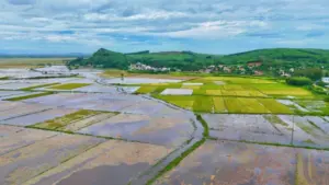 Lúa chín nảy mầm trong nước lũ tại xã Long Phụng, người dân tranh thủ vớt vát những thành quả còn lại sau khi ruộng đồng ngập nước.