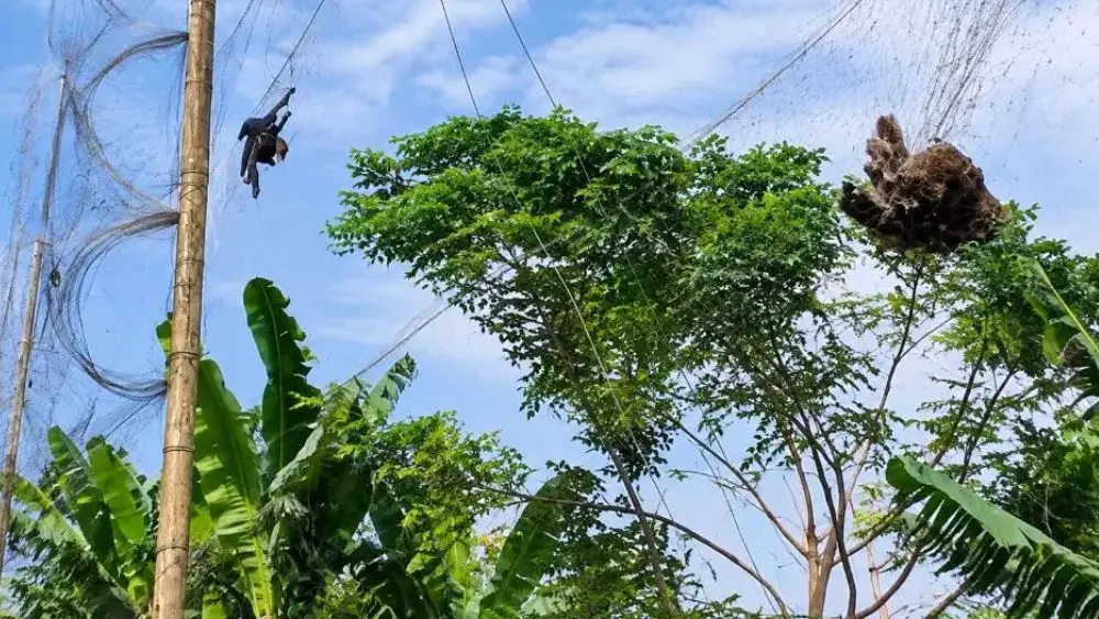 Gỡ lưới đánh bẫy chim, ngăn chặn hành vi kích điện, góp phần bảo vệ các loài chim và hạn chế nguy cơ săn bắt trái phép.