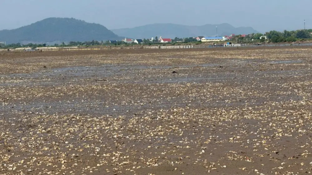 Khoảng 60ha bãi nuôi ngao ở Thanh Hóa chết hàng loạt sau mưa bão, sản lượng thiệt hại bước đầu ước 2.000-2.400 tấn.