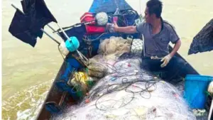 Ngư dân xã Yên Hòa, Hà Tĩnh trúng đậm cá chim vàng, thu về 10-20 triệu đồng sau mỗi chuyến ra khơi.