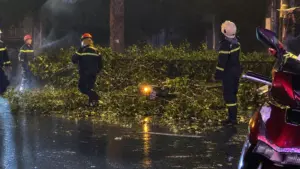 Nhánh cây lớn bất ngờ rơi trúng xe máy tại TPHCM khiến hai vợ chồng thương vong, lực lượng chức năng khẩn trương xử lý hiện trường.