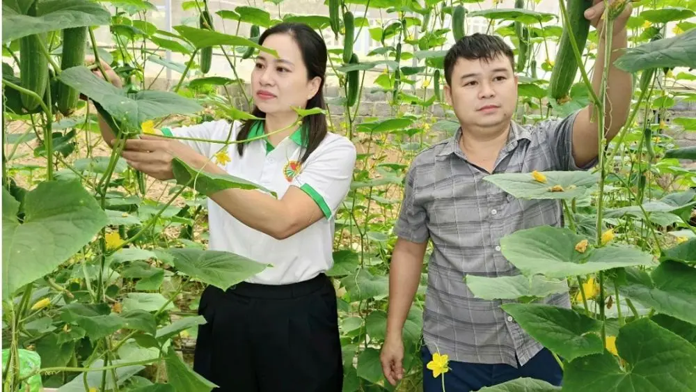 Nông dân Thường Xuân ứng dụng công nghệ vào sản xuất, mở rộng thị trường, nâng cao chất lượng và giá trị nông sản.