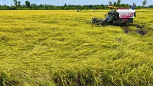 Xây dựng thương hiệu gạo Việt Nam là bước cần thiết để nâng giá trị hạt gạo, mở rộng thị trường cao cấp và bảo vệ lợi ích nông dân