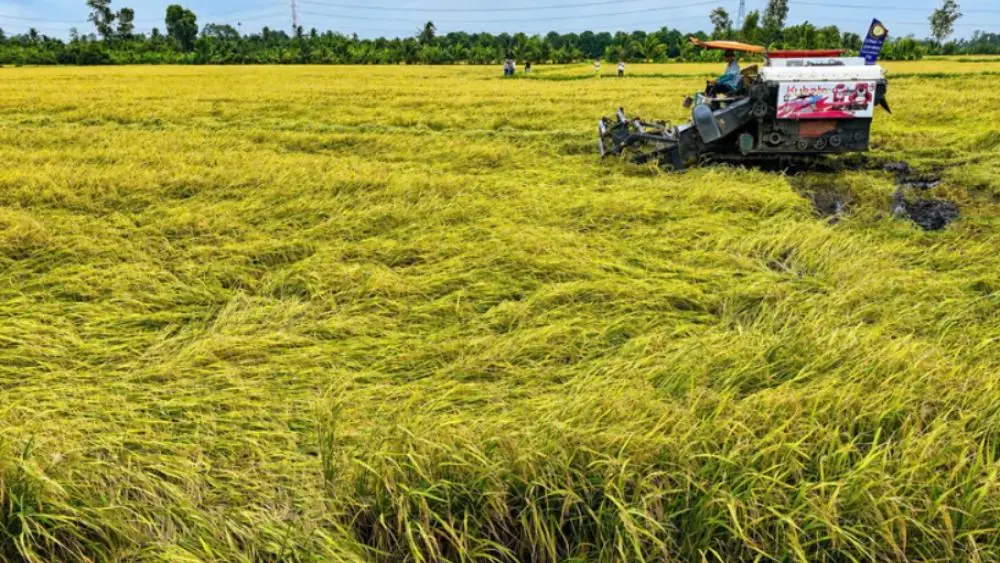 Xây dựng thương hiệu gạo Việt Nam là bước cần thiết để nâng giá trị hạt gạo, mở rộng thị trường cao cấp và bảo vệ lợi ích nông dân