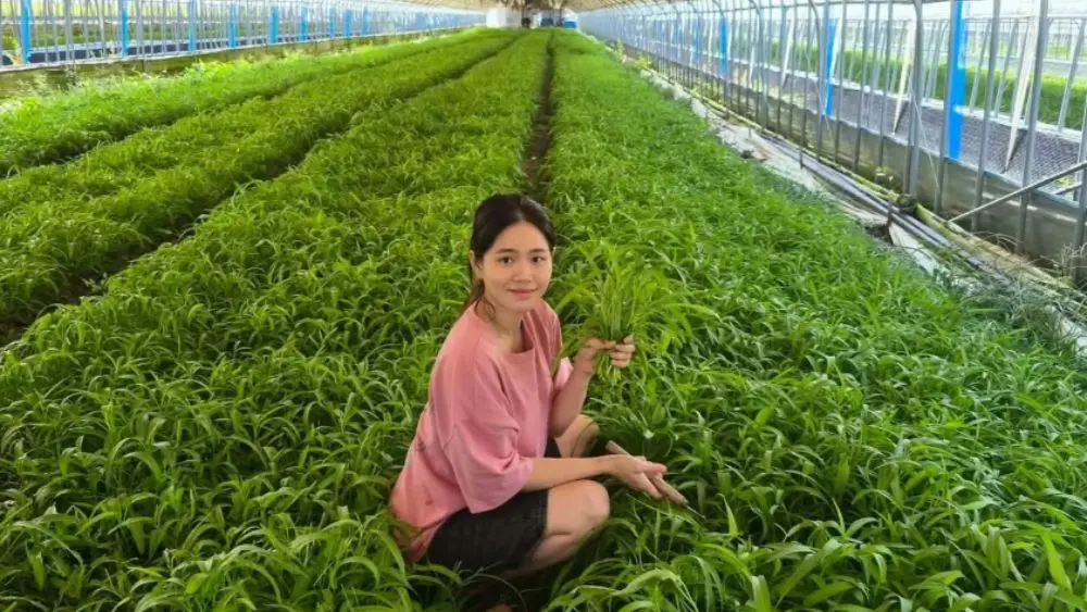 Trồng rau muống ở Hàn Quốc, cô gái Việt cùng chồng thu lãi khoảng 190 triệu đồng mỗi tháng từ loại rau này.