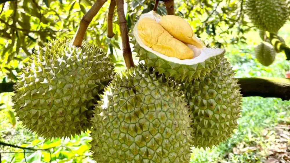 Xuất khẩu sầu riêng sang Trung Quốc mang về gần 2 tỷ USD cho Việt Nam, trong khi Thái Lan đề xuất áp thuế với mặt hàng này.