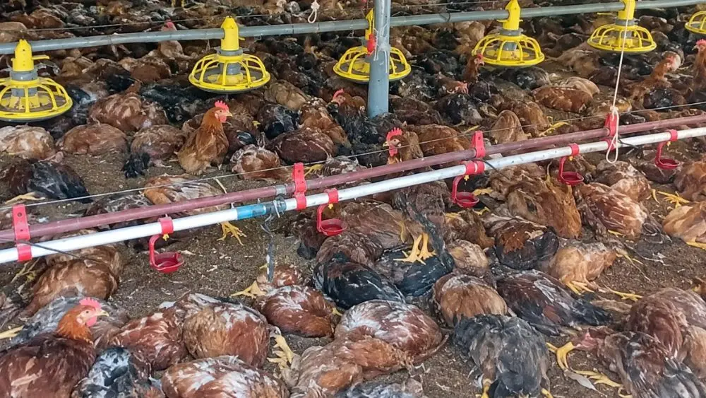 Chập điện tại trang trại ở Nghệ An khiến 12.000 con gà chết, thiệt hại hơn 1 tỷ đồng. Gia đình phải xử lý toàn bộ số gà theo quy định.