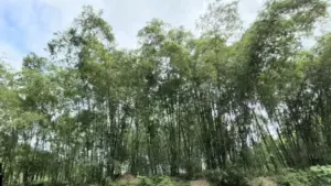 Cây luồng được ví như “vàng xanh”, giúp nông dân vùng cao Thanh Hóa có nguồn thu ổn định. Khám phá cách người dân cải thiện sinh kế từ rừng luồng.