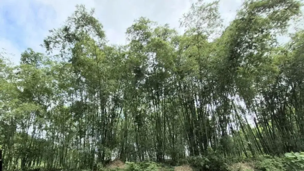 Cây luồng được ví như “vàng xanh”, giúp nông dân vùng cao Thanh Hóa có nguồn thu ổn định. Khám phá cách người dân cải thiện sinh kế từ rừng luồng.