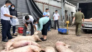 Dịch tả lợn châu Phi gia tăng tại Đồng Nai, khiến địa phương phải tiêu hủy gần 28.000 con heo nhằm ngăn chặn dịch bệnh lây lan.