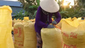 Giá gạo đồng loạt tăng mạnh kéo giá lúa lên cao, tuy nhiên nhiều nông dân lại không còn lúa để bán.