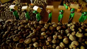 Giá sầu riêng Thái tại Đắk Lắk vượt 100.000 đồng/kg vào cuối vụ thu hoạch. Điều gì khiến mặt hàng này tăng giá?