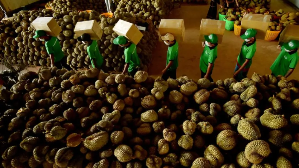 Giá sầu riêng Thái tại Đắk Lắk vượt 100.000 đồng/kg vào cuối vụ thu hoạch. Điều gì khiến mặt hàng này tăng giá?