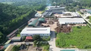 Thanh Hóa phát triển rừng trồng FSC, tạo nguồn nguyên liệu gỗ bền vững, giúp doanh nghiệp nâng cao khả năng tiếp cận các thị trường khó tính.
