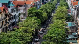 Hà Nội lấy ý kiến người dân về phương án giữ nguyên, cắt tỉa hoặc di chuyển cây hoa sữa tại những nơi có mật độ dày, ảnh hưởng sinh hoạt.