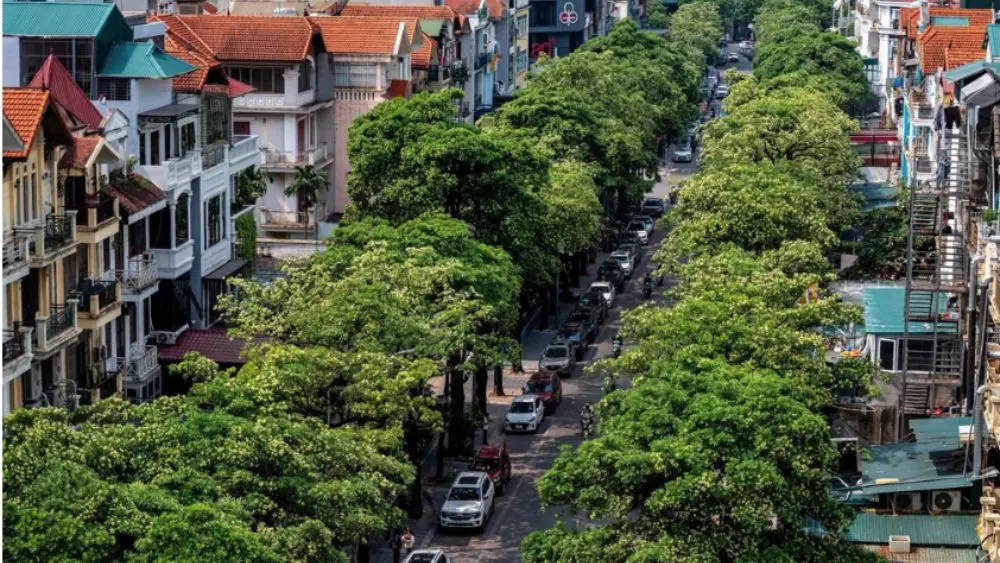 Hà Nội lấy ý kiến người dân về phương án giữ nguyên, cắt tỉa hoặc di chuyển cây hoa sữa tại những nơi có mật độ dày, ảnh hưởng sinh hoạt.