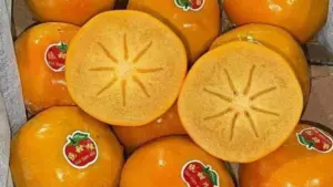 Hồng giòn socola Trung Quốc giảm giá mạnh, chỉ còn 30.000-60.000 đồng/kg, rẻ hơn nhiều so với thời điểm mới xuất hiện tại Việt Nam.