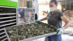 Nâng giá trị dược liệu xứ Thanh từ khâu chế biến, chú trọng xử lý, hấp sấy để nâng cao chất lượng dược liệu sau thu mua.