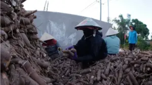 Sắn Việt Nam có giá thành sản xuất thấp, được Trung Quốc nhập khẩu với sản lượng hơn 2 triệu tấn. Khám phá tiềm năng của loại củ này.