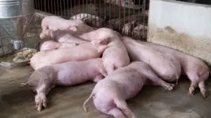 Sét đánh chết cả đàn heo sắp xuất chuồng, người nông dân mất trắng. Chi tiết ngay!