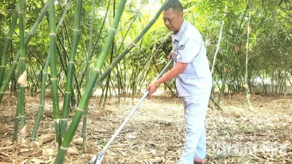 Mô hình trồng măng lục trúc của ông Nguyễn Văn Sự ở xã Yên Định, Thanh Hóa, mang lại hiệu quả kinh tế cao, mở ra hướng phát triển sản xuất cho người dân.