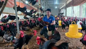 Cuộc gọi nhầm số mở ra bước ngoặt cuộc đời, giúp vợ chồng bỏ phố về quê lập nghiệp với mô hình chăn nuôi gà tại Nghệ An.