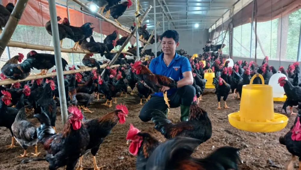Cuộc gọi nhầm số mở ra bước ngoặt cuộc đời, giúp vợ chồng bỏ phố về quê lập nghiệp với mô hình chăn nuôi gà tại Nghệ An.